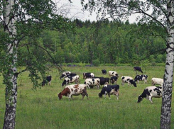 Из-за вспышки опасного вируса ввели ограничения в Волгоградской области