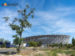 Куда деваются спиленные деревья с улиц Волгограда, показали жители