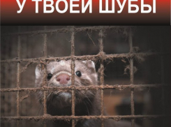 «Животные - не одежда»: волгоградцы присоединятся к всероссийской акции