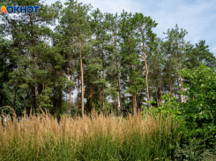 Облкомприроды отдает волгоградские леса под аренду отелям