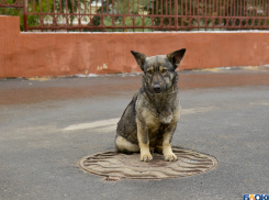 Волгоградка убила собаку знакомой, скинув ее с 5-го этажа