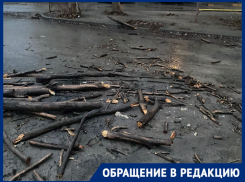 Рухнувшее дерево проломило машины в Волгограде