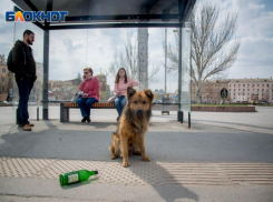 Собака напала на 3-летнюю девочку в Волгоградской области