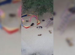 Больше месяца детскую площадку на юге Волгограда атакуют бродячие собаки