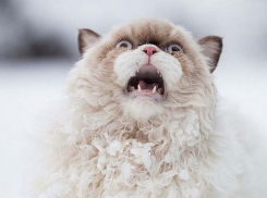 Жителей Волгоградской области сносит с ног сильным ветером и засыпает снегом