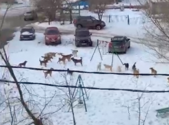 В Волгограде огромная стая агрессивных собак заполнила детскую площадку: видео бедствия