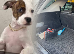 Волгоградские приставы забрали Mercedes с щенком внутри - питбуль исчез, хозяева в шоке