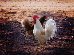 В Волгограде ветврач дал зеленый свет 6 тоннам протухших бройлеров