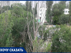«Становится страшно»: волгоградка боится сухостоя на улице Хиросимы