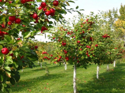 Плодовые деревья на дачном участке – выращивание и уход