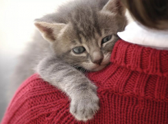 Волгоградка спасла умиравшего котенка Кузю