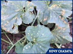 Бахчевые погибают на полях под Волгоградом: фермеры несут миллионный убыток