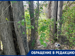 Дырявые тополя требуют спилить в Волгограде