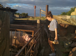 Карантин из-за африканской чумы введен в станице под Волгоградом