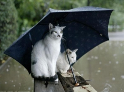 Волгоградцев ждут теплые и дождливые выходные