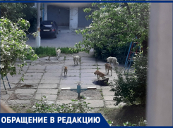 «Разорвали всех кошек»: волгоградцы боятся за детей из-за агрессивных собак