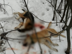 Волгоградцы признались, что одобряют отстрел бездомных собак 