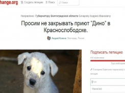 Волгоградцы подписывают петицию, чтобы спасти приют для животных «Дино»