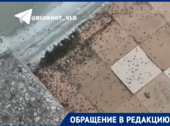 Блохи атаковали исторический дом в центре Волгограда