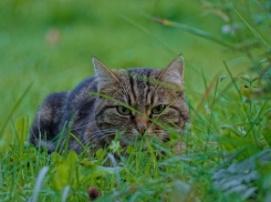 Погода в Волгограде и области на 4 августа 