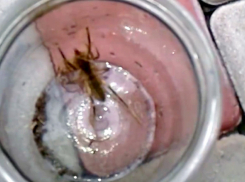 Жительница Волгограда сняла на видео  насекомое-чудовище 