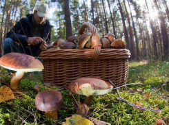 В Волгоградской области за три часа собрали 200 кг грибов