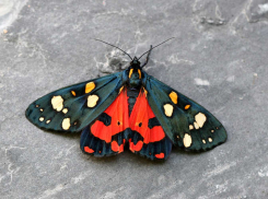 Медведица-госпожа исчезает из Волгоградской области