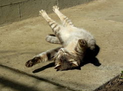 Новая рабочая неделя нагреет Волгоград до +30ºС