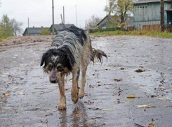 На юге Волгограда ввели карантин по бешенству