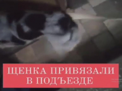 Неизвестные примотали бинтом щенка к перилам в Волжском
