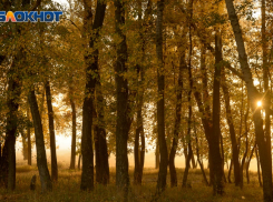 Волгоградцев зовут в пойму на осенний бёрдвотчинг и сбор желудей