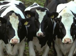 В Волгограде за мясо с «Сибирской язвой» осудят шестерых человек