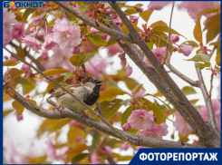 Как японский колорит в центре Волгограда притягивает тысячи людей