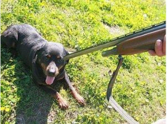 На юге Волгограда на глазах детей расстреляли стаю собак 