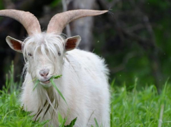 За время губернаторства Андрея Бочарова стало больше козлов