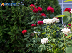 В Волгоград вернулись ясные дни