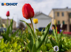 Местами грозы и высокая пожароопасность: погода на 19 апреля в Волгоградской области