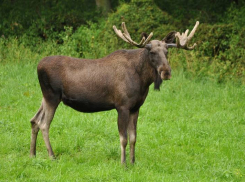 Лось-нарушитель чуть не отправил на тот свет двух человек на трассе под Волгоградом