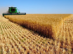 Волгоградские крестьяне распродали большую часть своего урожая