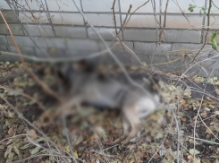 «Завелась какая-то мразь»: о массовом отравлении собак заявили в Волгограде