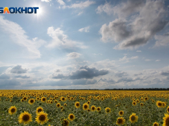 Северный ветер отогнал от Волгограда невыносимую жару