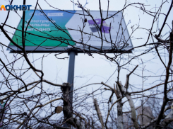 Двое жителей Волгоградской области задержаны за вырубку дубов на 2 млн рублей