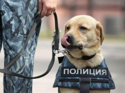 Самых красивых и дружелюбных волгоградских полицейских накормят на 2 миллиона рублей