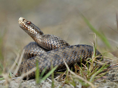 Только одна змея в Волгоградской области заслуживает нашего страха
