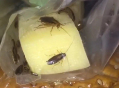 Тараканов в простынях и холодильнике сняли на видео в больнице под Волгоградом