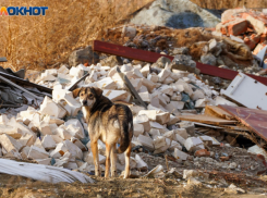 Собака с бешенством жила рядом с волгоградцами