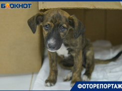 Безнадёжность и изнеможение в глазах животных: бездомные собаки Волгограда в объективе фотографа