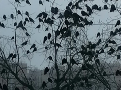 Кадры будто из фильма Хичкока: нашествие ворон возле администрации Советского района заметили в Волгограде