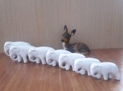 Волгоградские полицейские схватили похитителя слоников и олененка