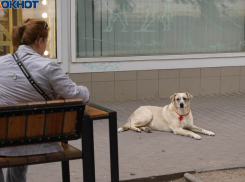 Число бездомных собак назвали в Волгоградской области